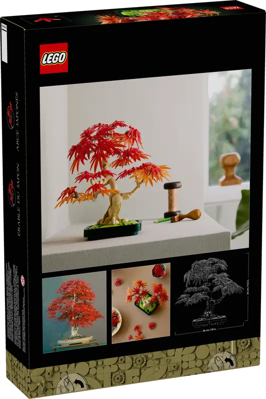 Japanese Red Maple Bonsai Tree