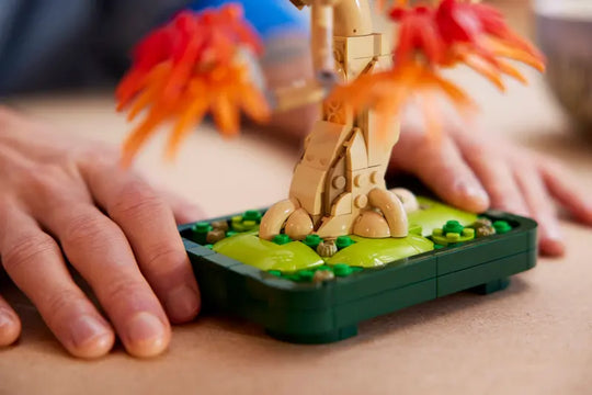 Japanese Red Maple Bonsai Tree