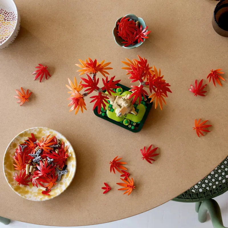 Japanese Red Maple Bonsai Tree