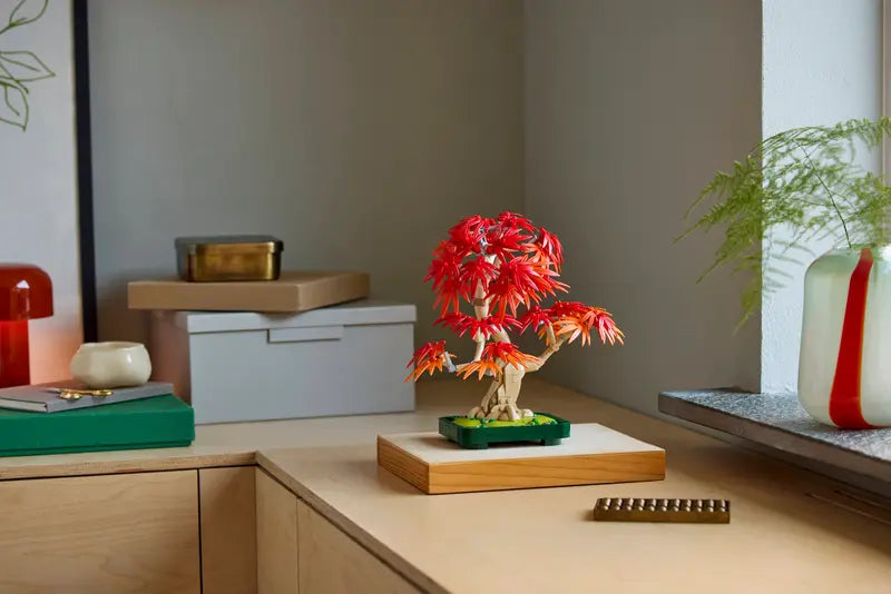 Japanese Red Maple Bonsai Tree