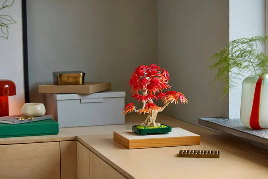 Japanese Red Maple Bonsai Tree