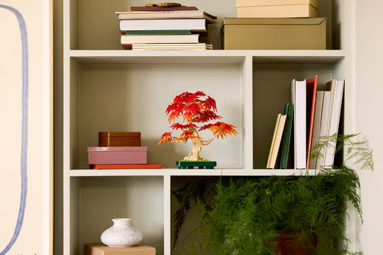 Japanese Red Maple Bonsai Tree