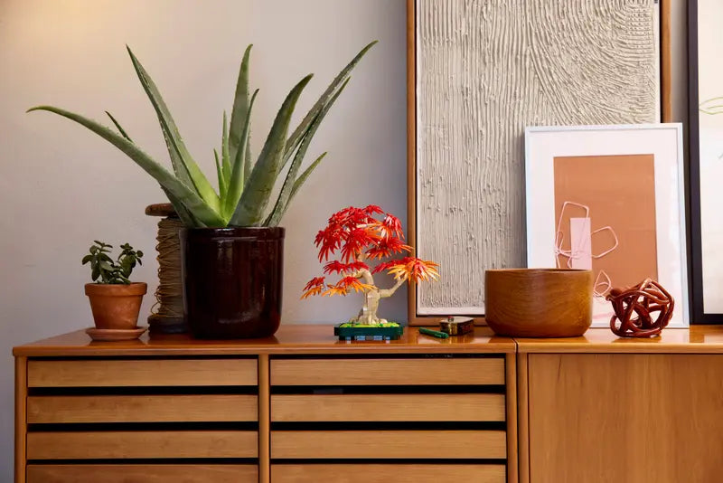 Japanese Red Maple Bonsai Tree