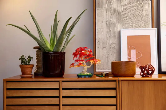 Japanese Red Maple Bonsai Tree