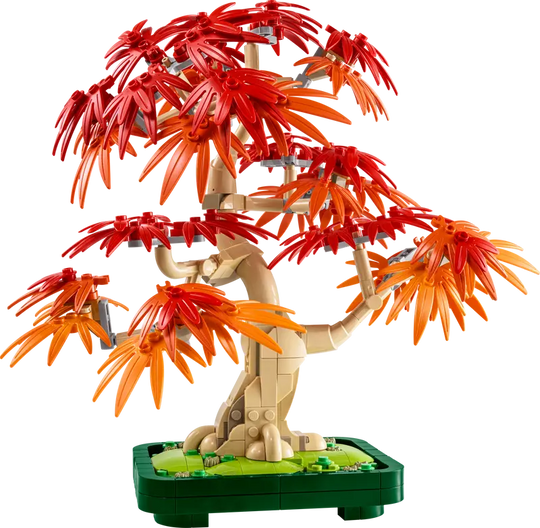Japanese Red Maple Bonsai Tree