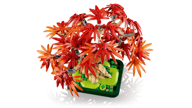 Japanese Red Maple Bonsai Tree